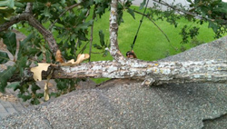 tree branch fell on my roof, charlotte roofer, architectural roofing shingles